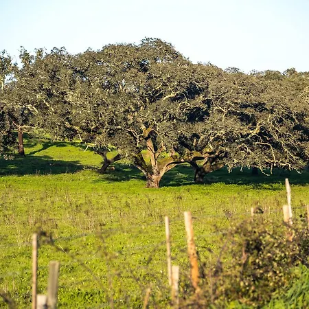 Arrifana Destination